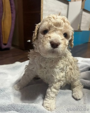 Lagotto Romagnolo
