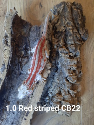 1.1 Rhacodactylus auriculatus Höckerkopfgecko