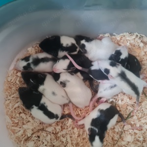 Ratten Jungtiere 