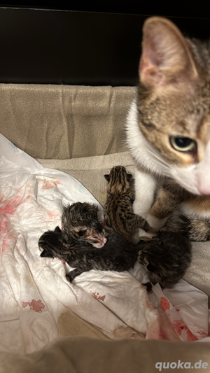 BKH-EKH Mix Kitten zu verkaufen!