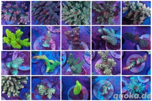 Acropora Meerwasser Korallen 