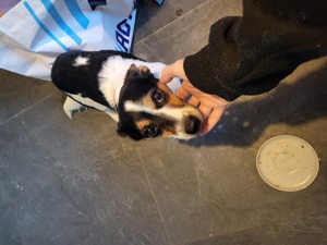 Jack Russell zu verkaufen 