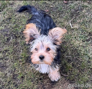 Yorhshire Terrier Welpe