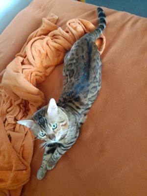 Bengal Cat (Deckkater) DIEGO