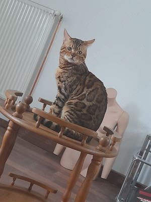 Bengal Cat (Deckkater) DIEGO Bild 3