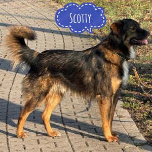 Scotty, wunderschöner Schäferhund Collie Mischling