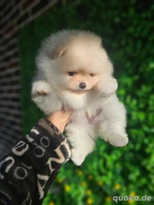 Zwergspitz-Pomeranians Welpen