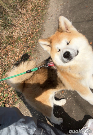 akita inu 