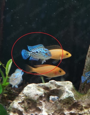 Buntbarsch Barsch Blue Dempsy Rocio octofasciata Fisch Fische Süßwasser Aquarium