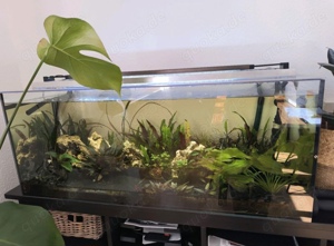 Aquarium 160L 1,0x0,40x0,40 Aquascape Fische Guppy Barsch Diskus