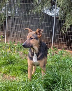 Mischlingswelpe Bruce sucht Zuhause Bild 6