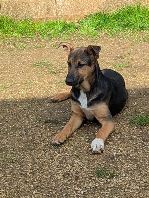 Mischlingswelpe Bruce sucht Zuhause Bild 8