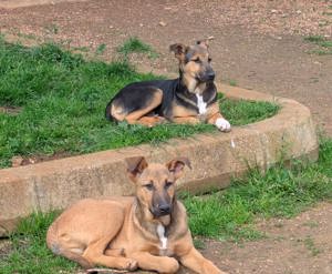 Mischlingswelpe Bruce sucht Zuhause Bild 5