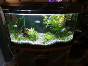 Tetra Curved Panorama Aquarium 100 L mit LED Beleuchtung Fische Zubehör