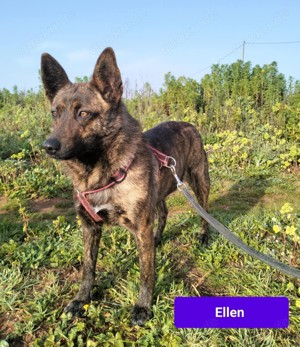 Mischlingshündin Ellen sucht Zuhause