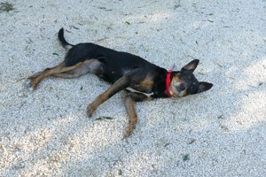 Mischlingshündin Kuna sucht Zuhause Bild 8