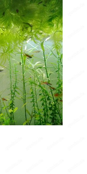Endler Guppy zu verschenken