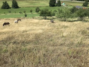 Weideflächen zur Saison 2025 für Pony, Kleinpferd, Schaf