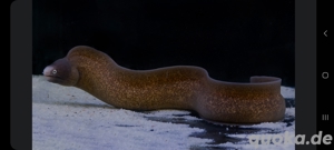 Gymnothorax thyrsoideus Weissaugen-Muräne