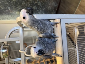 Graupapagei Babys, handzahm, abzugeben Bild 2