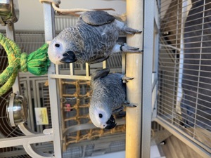 Graupapagei Babys, handzahm, abzugeben Bild 3