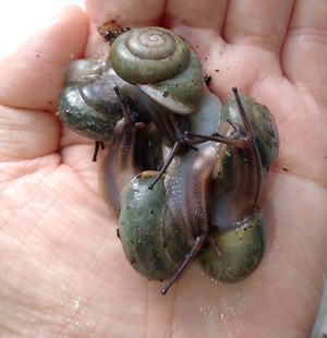 Schnecken, pleurodonte isabella blau  Bild 5
