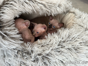 Katzenbaby