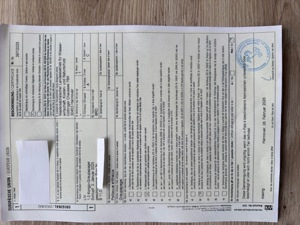 Graupapagei Babys, handzahm, abzugeben Bild 4