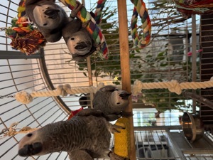 Graupapagei Babys, handzahm, abzugeben Bild 5