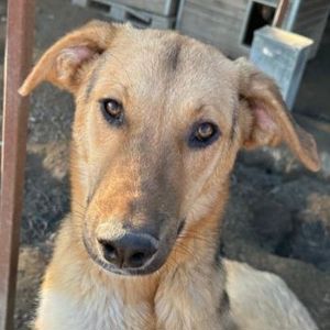 Ernesto, geb. ca. 01 2024, lebt in GRIECHENLAND, im städt. Tierheim Serres