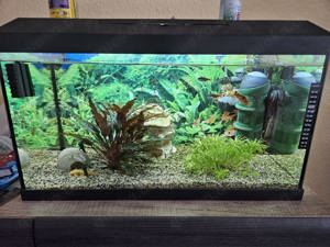 Aquarium mit Inhalt