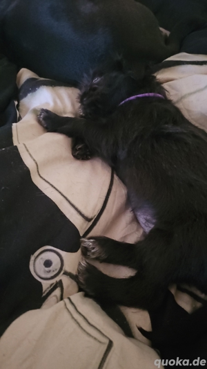 Shih-Tzu Mix Welpen 