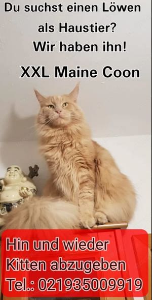 Maine Coon Kitten XXL