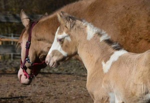 Paint Horse Hengst, Jährling, classic champagne Dun