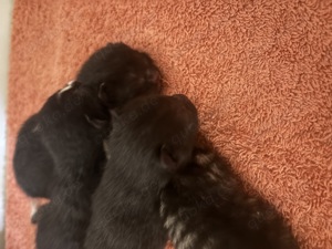 Baby Katzen 3 reserviert