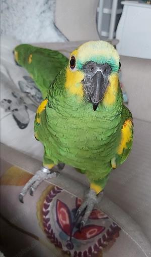 2 Blaustirnamazonen handzahm Pärchen Blaustirnamazone