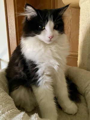 Reinrassige Ragdoll   Cherubim Kitten auszugsbereit  Bild 6