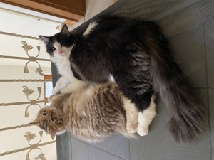 Reinrassige Ragdoll   Cherubim Kitten auszugsbereit  Bild 7