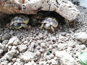 Griechische Landschildkröten, Schildi, Schildkröte