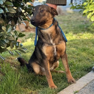 Zafir, kleiner Engel auf 4 Pfoten Bild 4