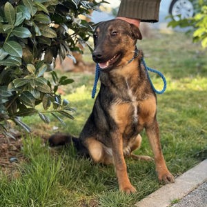 Zafir, kleiner Engel auf 4 Pfoten Bild 5