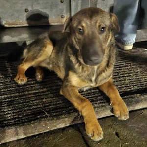 Zafir, kleiner Engel auf 4 Pfoten Bild 2