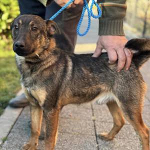 Zafir, kleiner Engel auf 4 Pfoten Bild 3