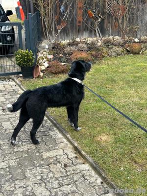 Laabrador Akita  Bild 3