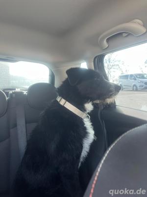 Laabrador Akita  Bild 2