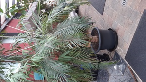Sehr schöne palm zu verkaufen!