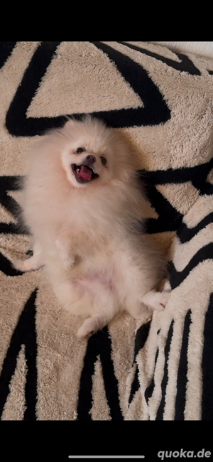 zwergspitz pomeranian  welpe 