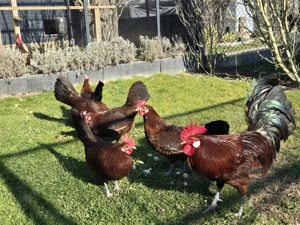 Bruteier Friesenhühner rot-schwarzgeflockt