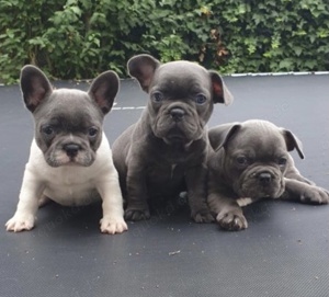 Zuckersüße Französische Bulldogge Welpen