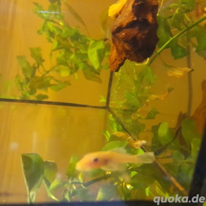 L144 Ancistrus 